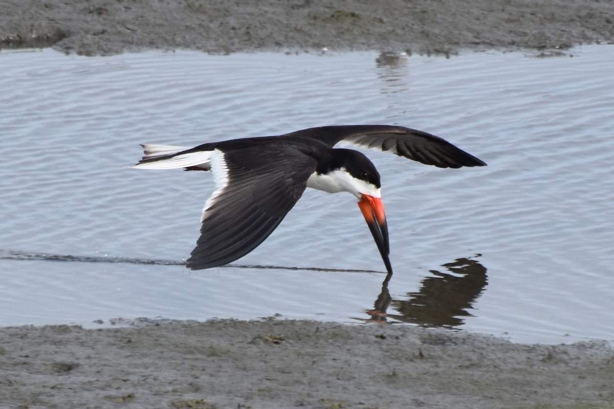 Black Skimmer - Davis Provan