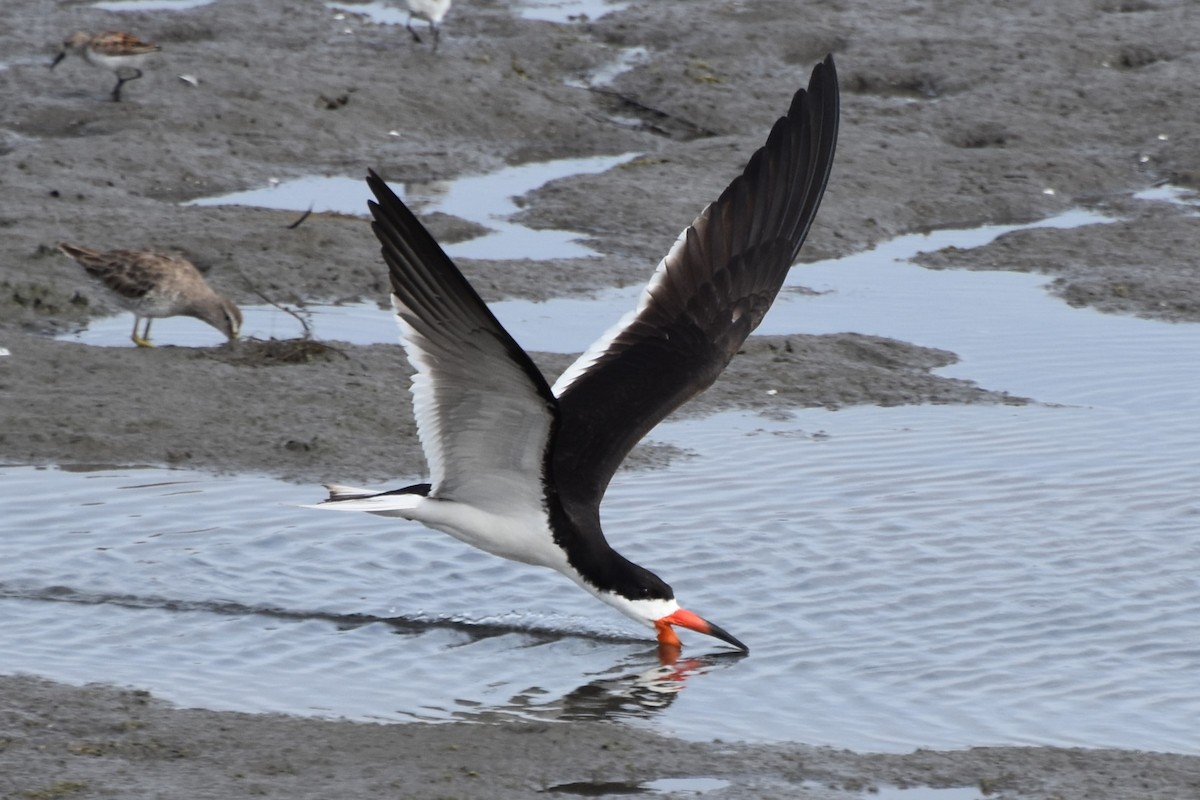 Black Skimmer - ML622049732