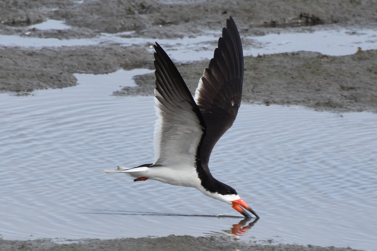 Black Skimmer - ML622049733