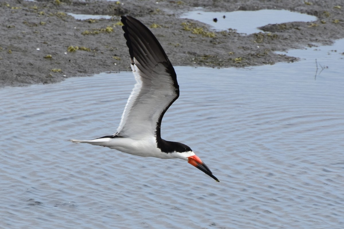 Black Skimmer - ML622049734