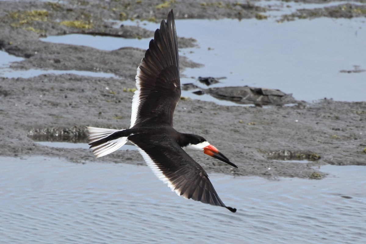 Black Skimmer - Davis Provan