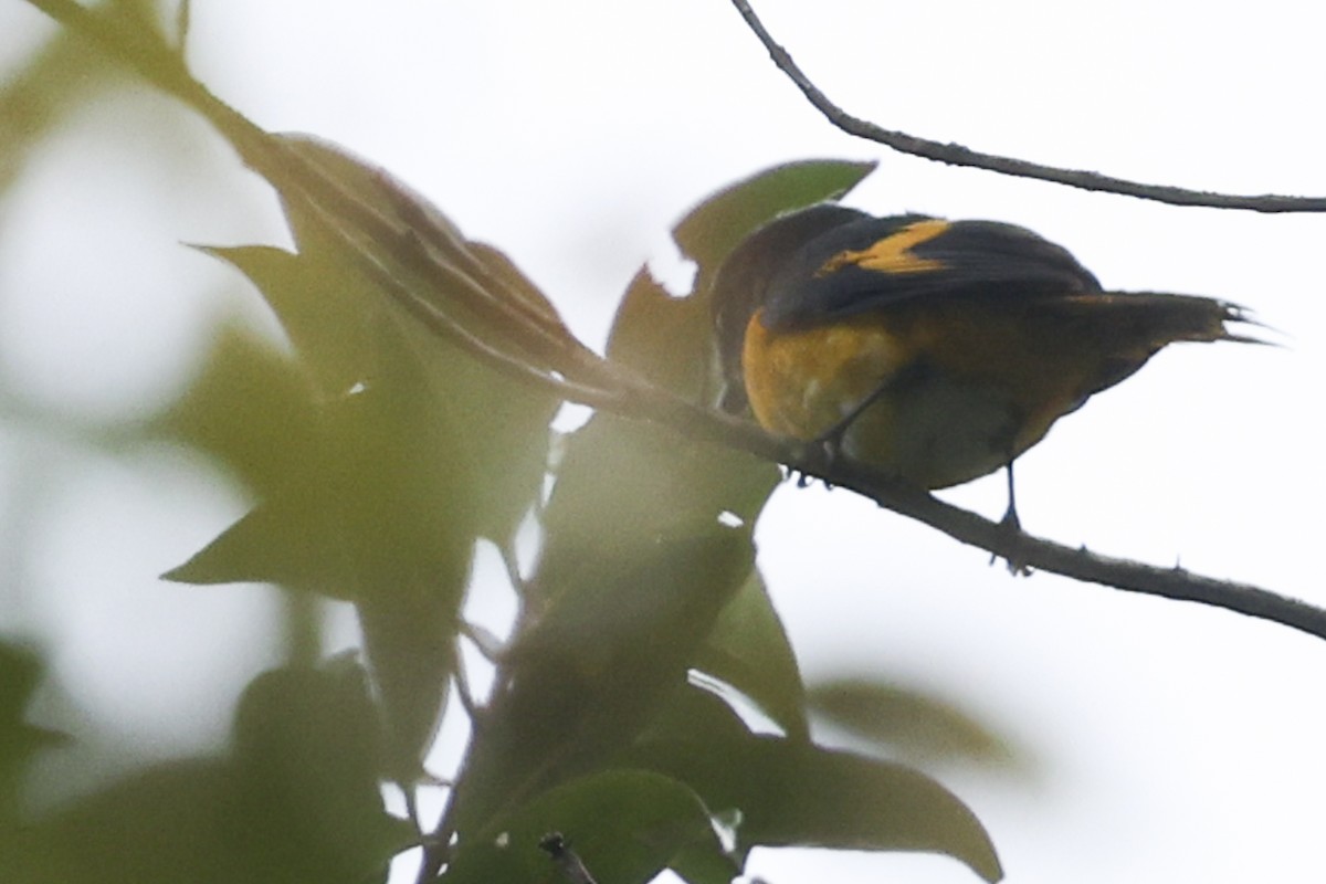 Gray-chinned Minivet - ML622049736