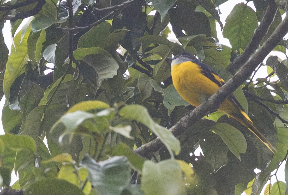 Gray-chinned Minivet - ML622049737