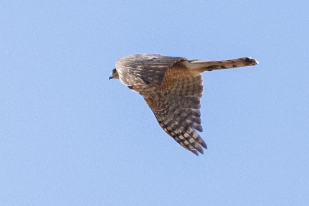 Sharp-shinned/Cooper's Hawk - ML622049738