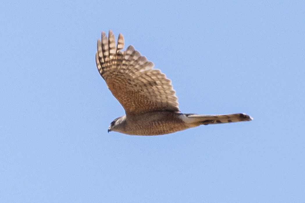 Sharp-shinned/Cooper's Hawk - ML622049739