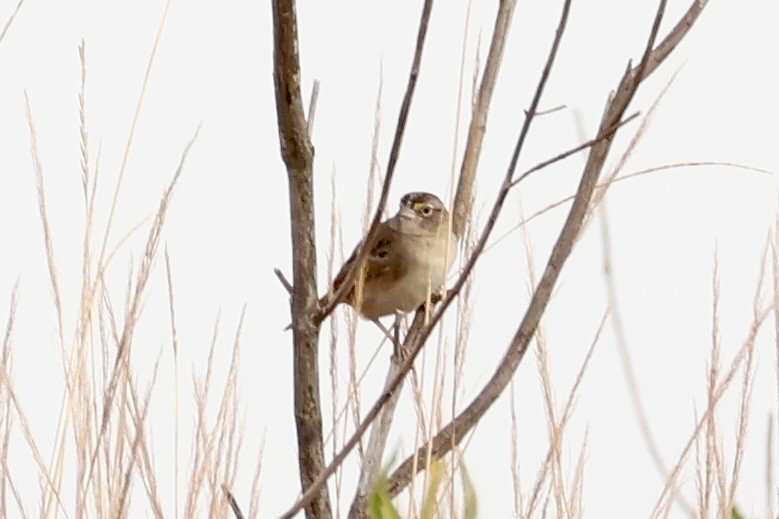 Grassland Sparrow - ML622049740