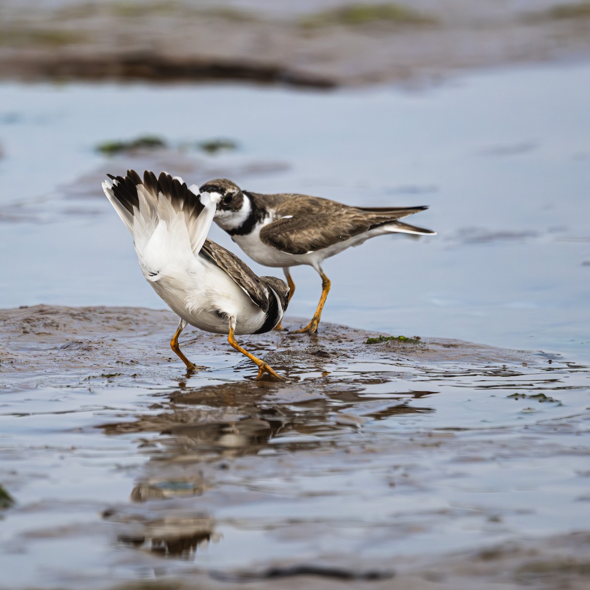 Semipalmated Plover - ML622049741