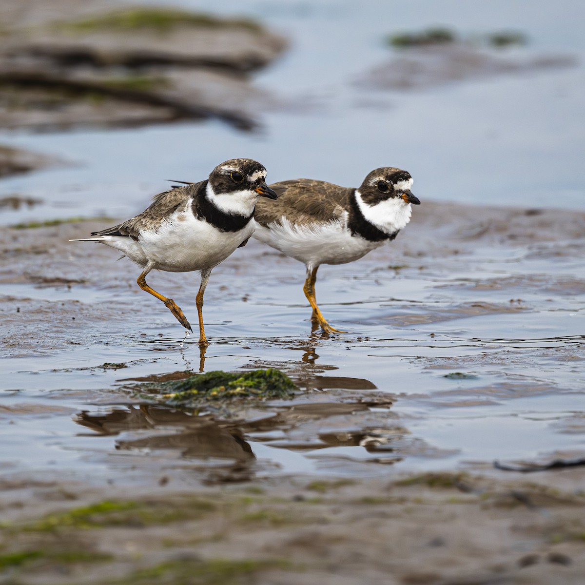 Semipalmated Plover - ML622049742