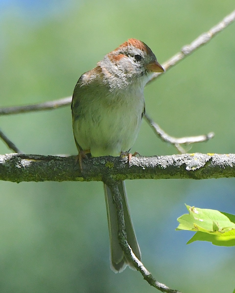 Field Sparrow - ML622049743
