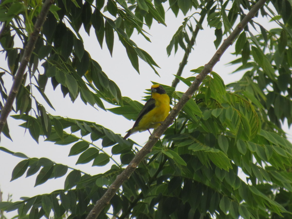 Thick-billed Euphonia - Matthias van Dijk