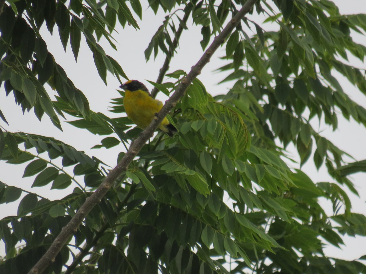 Thick-billed Euphonia - ML622049757