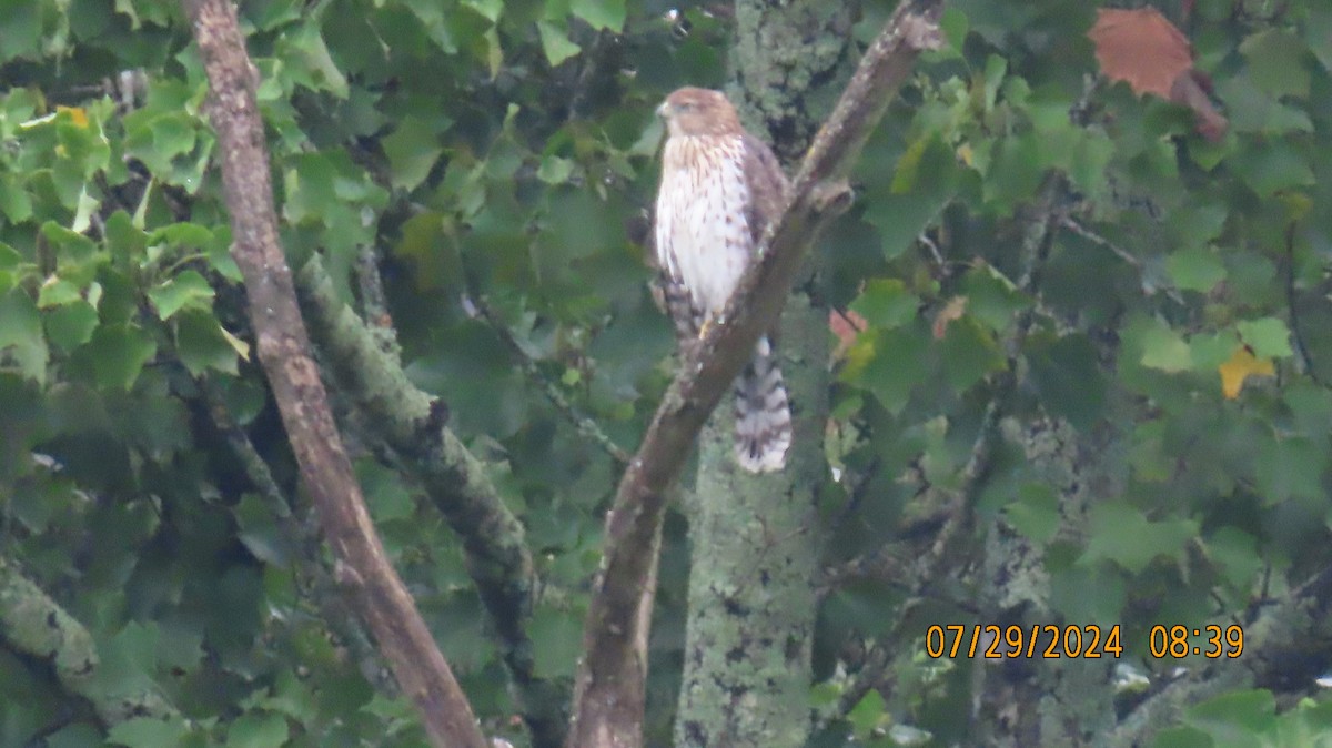 Red-shouldered Hawk - ML622049758