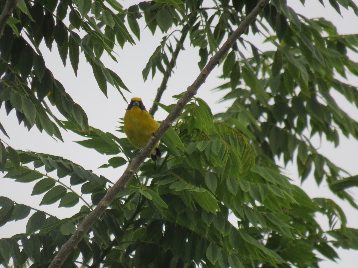 Thick-billed Euphonia - ML622049759