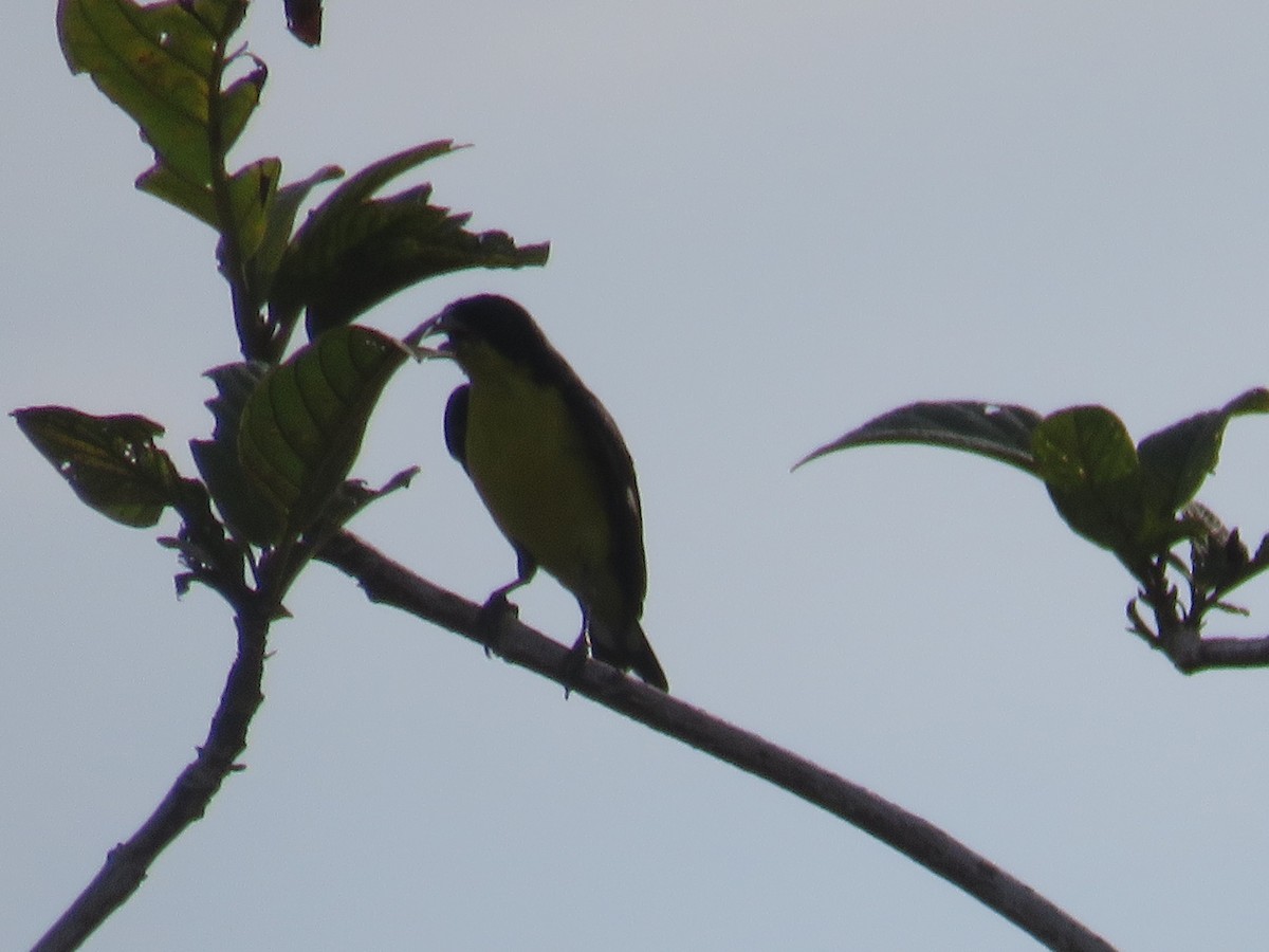 Lesser Goldfinch - ML622049764