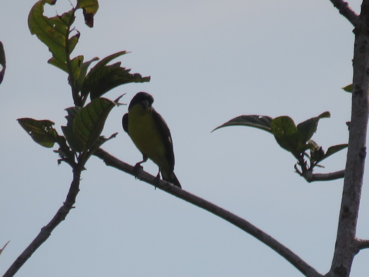 Lesser Goldfinch - ML622049765