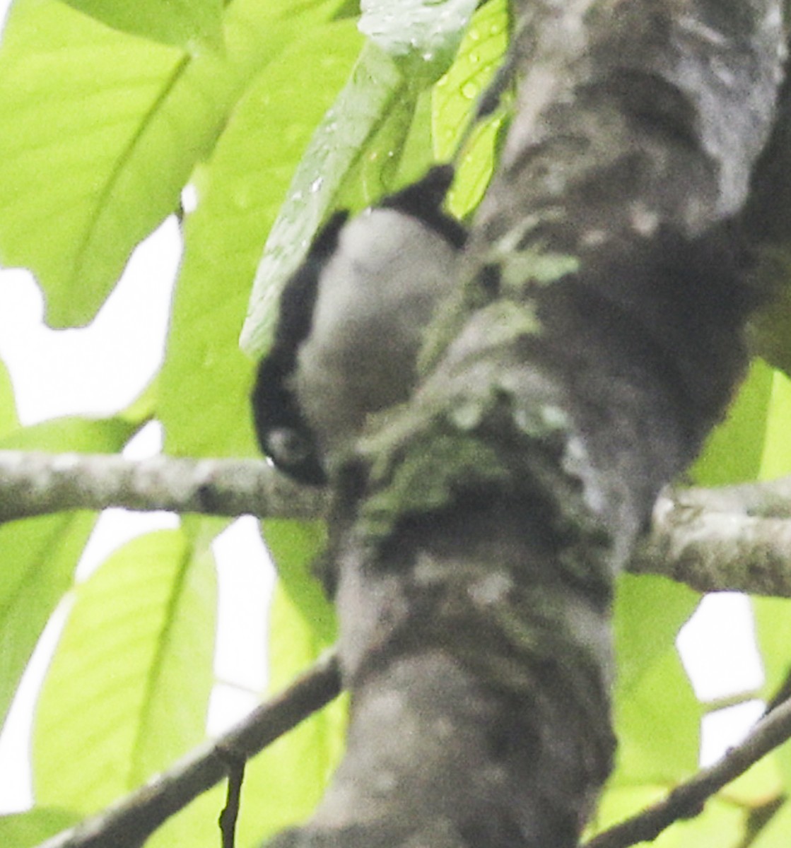 Blue Nuthatch - ML622049766