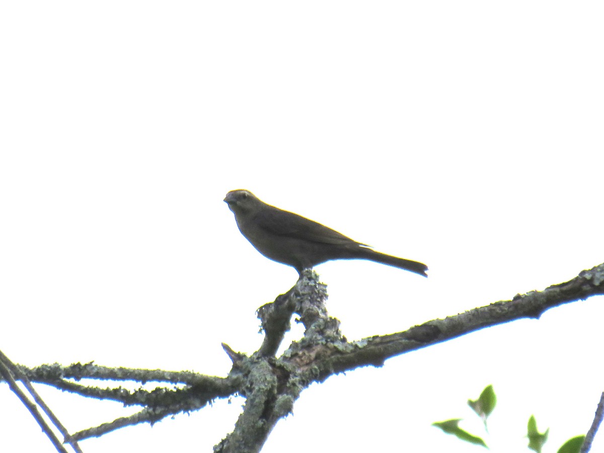 Shiny Cowbird - ML622049767