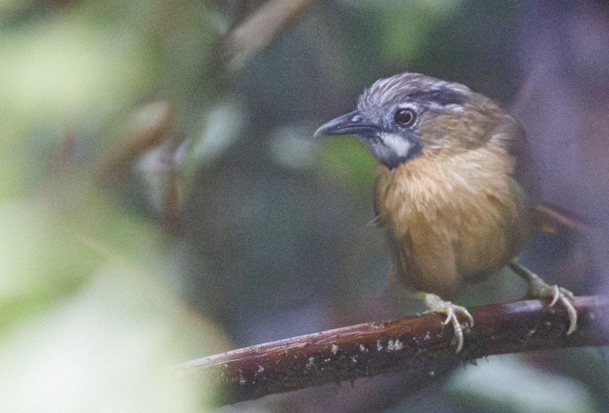 Gray-throated Babbler - ML622049769