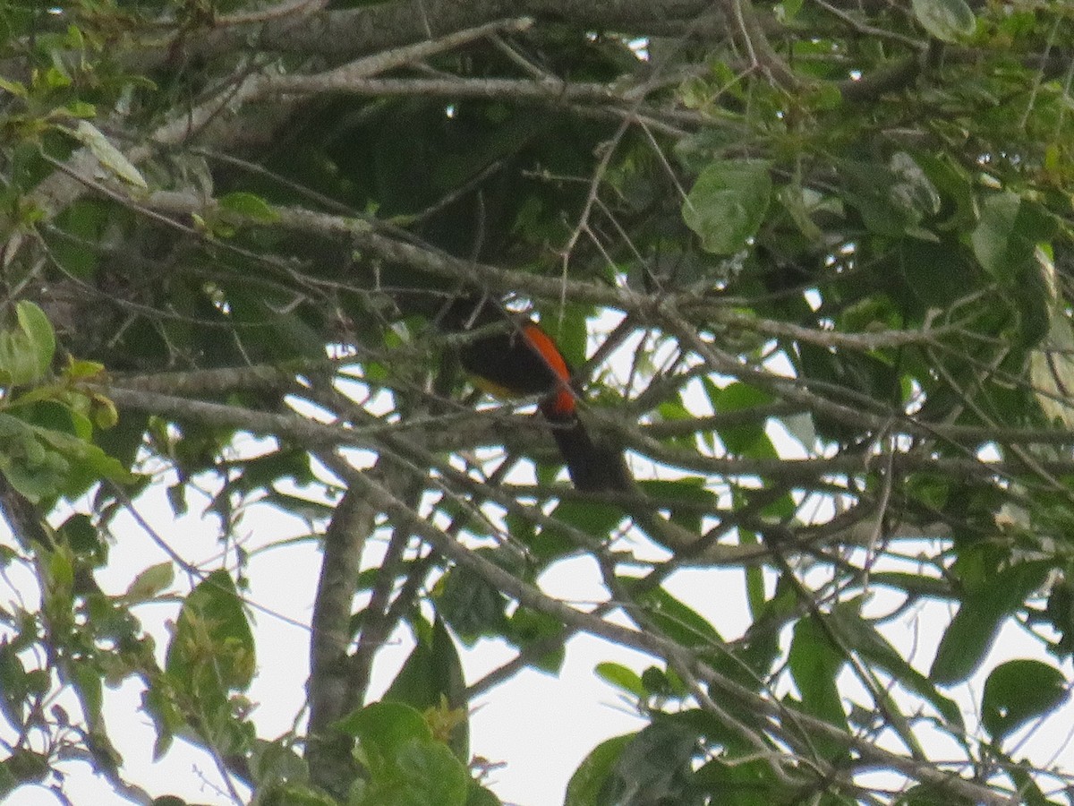 Flame-rumped Tanager - ML622049770