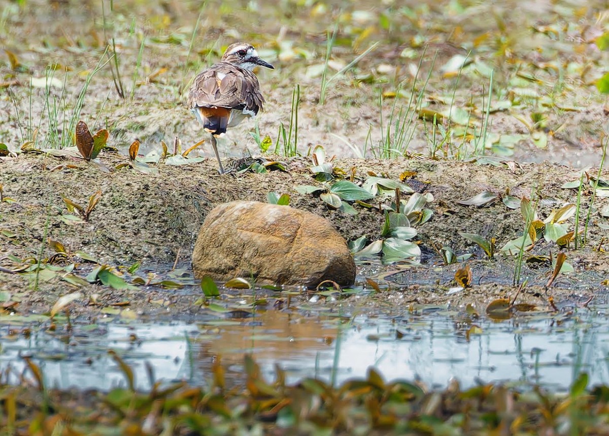 Killdeer - ML622049771