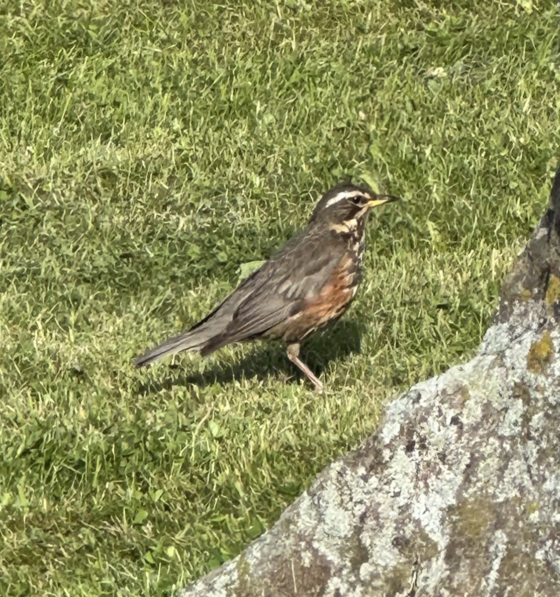 Redwing (Icelandic) - ML622049772