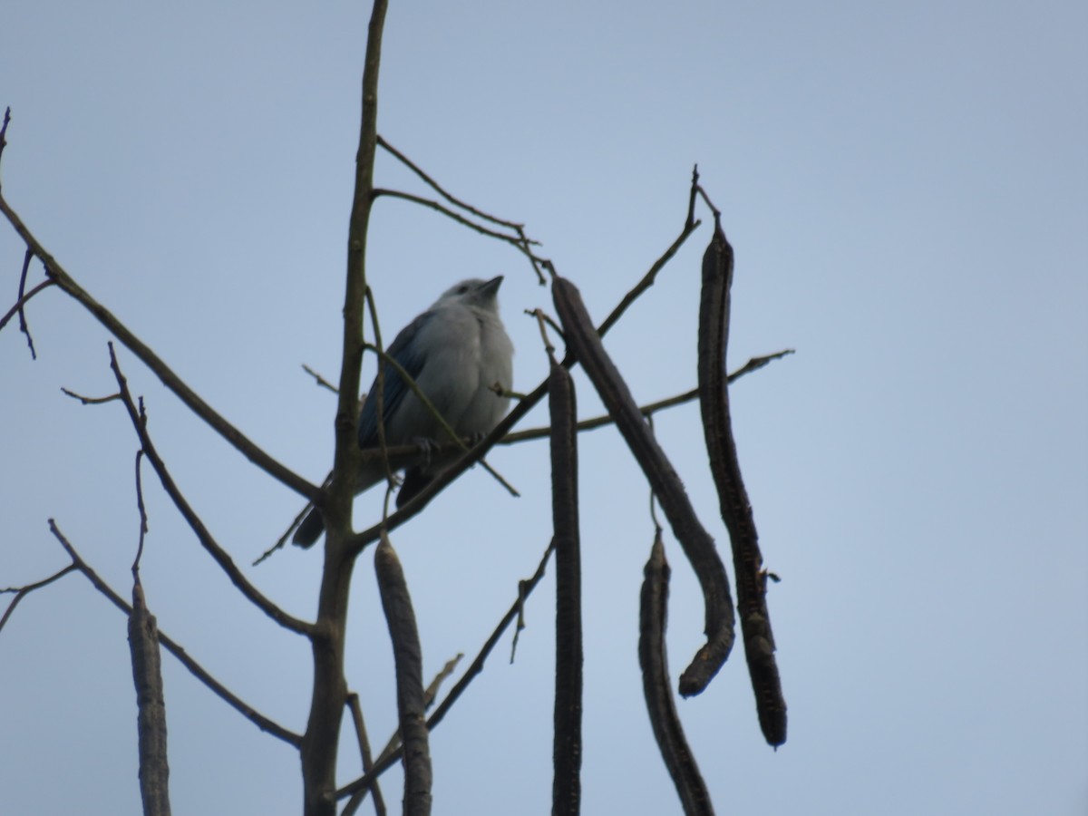 Blue-gray Tanager - ML622049773