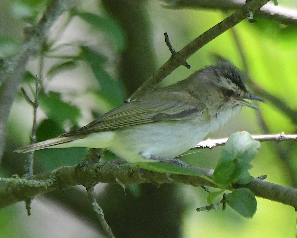 Rotaugenvireo - ML622049777