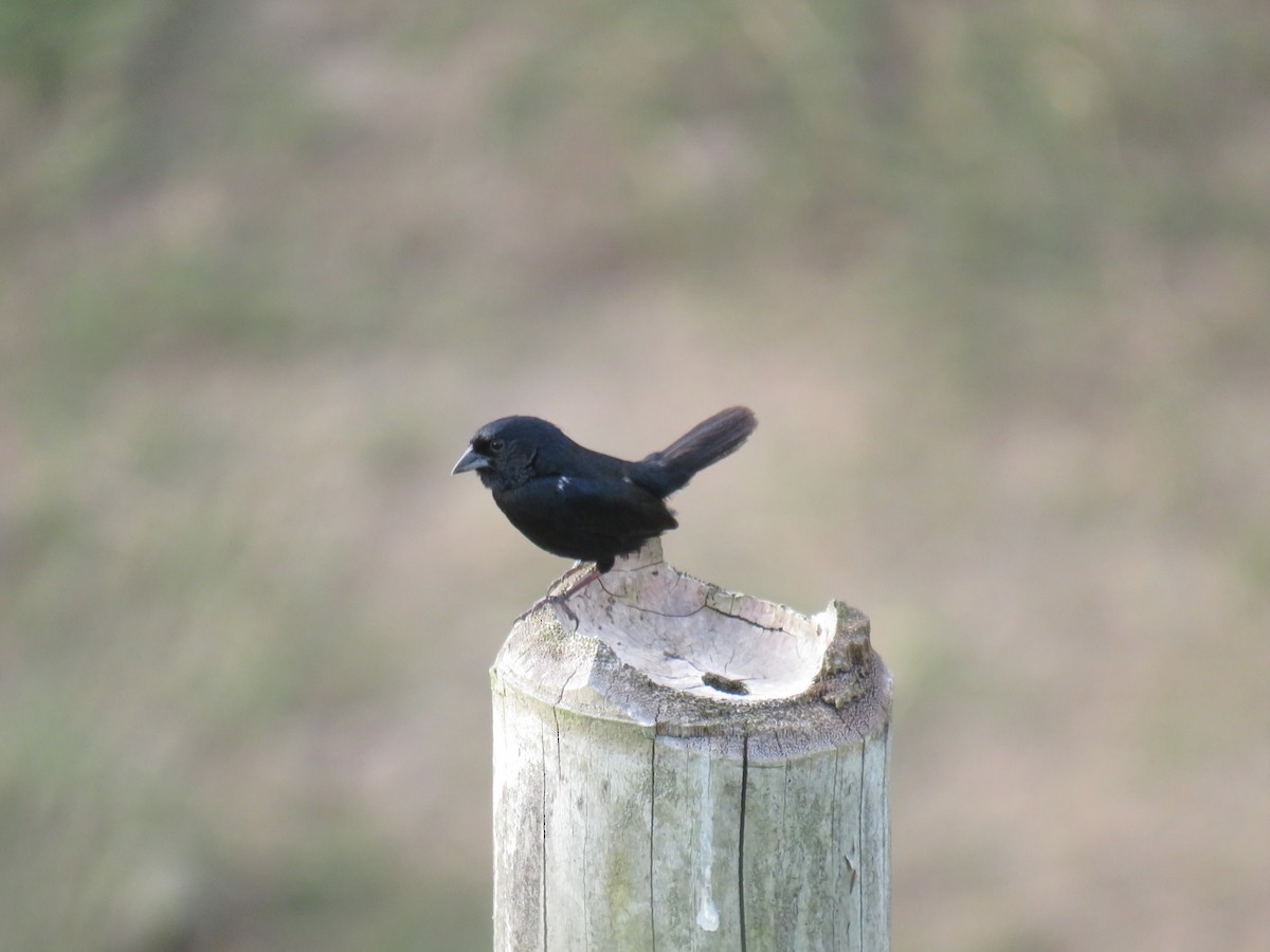 Blue-black Grassquit - ML622049778