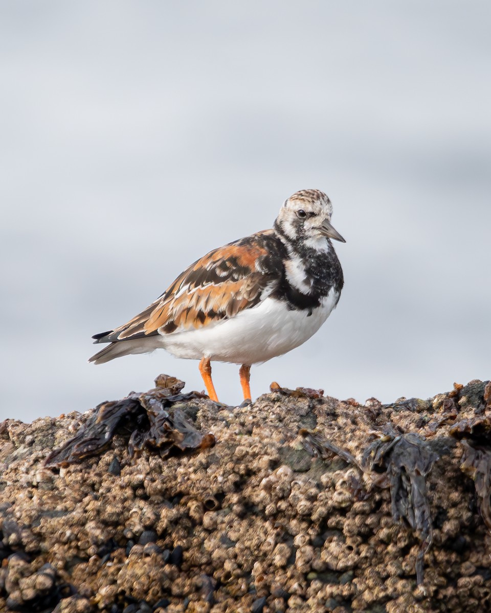 Ruddy Turnstone - ML622049780