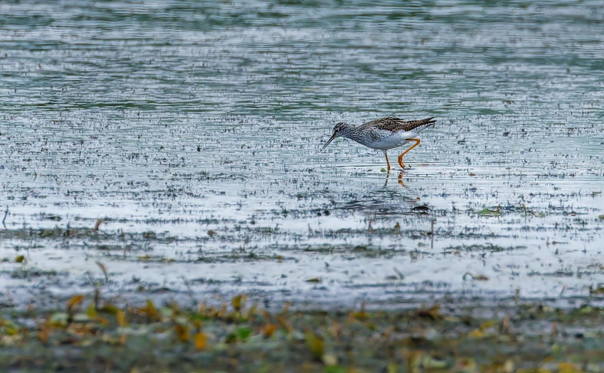 Lesser Yellowlegs - ML622049781