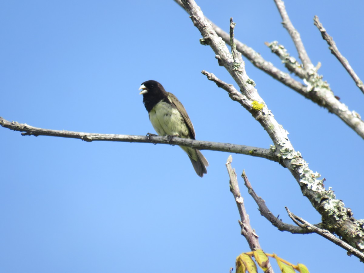 Yellow-bellied Seedeater - ML622049782
