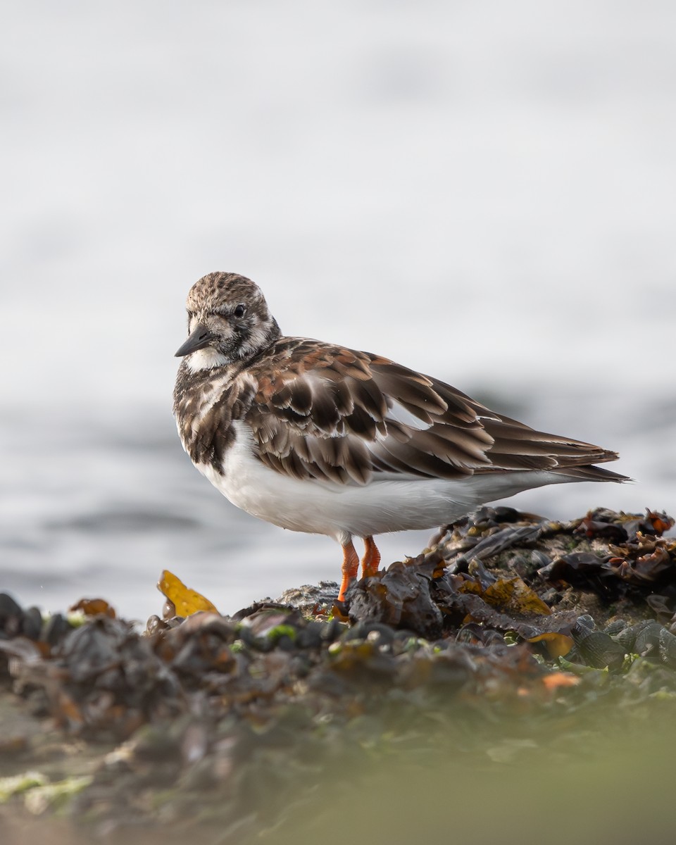 Ruddy Turnstone - ML622049785