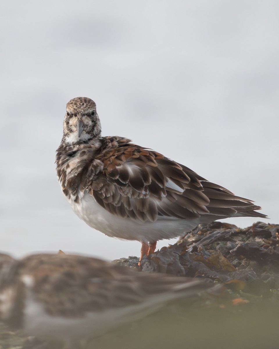 Ruddy Turnstone - ML622049786