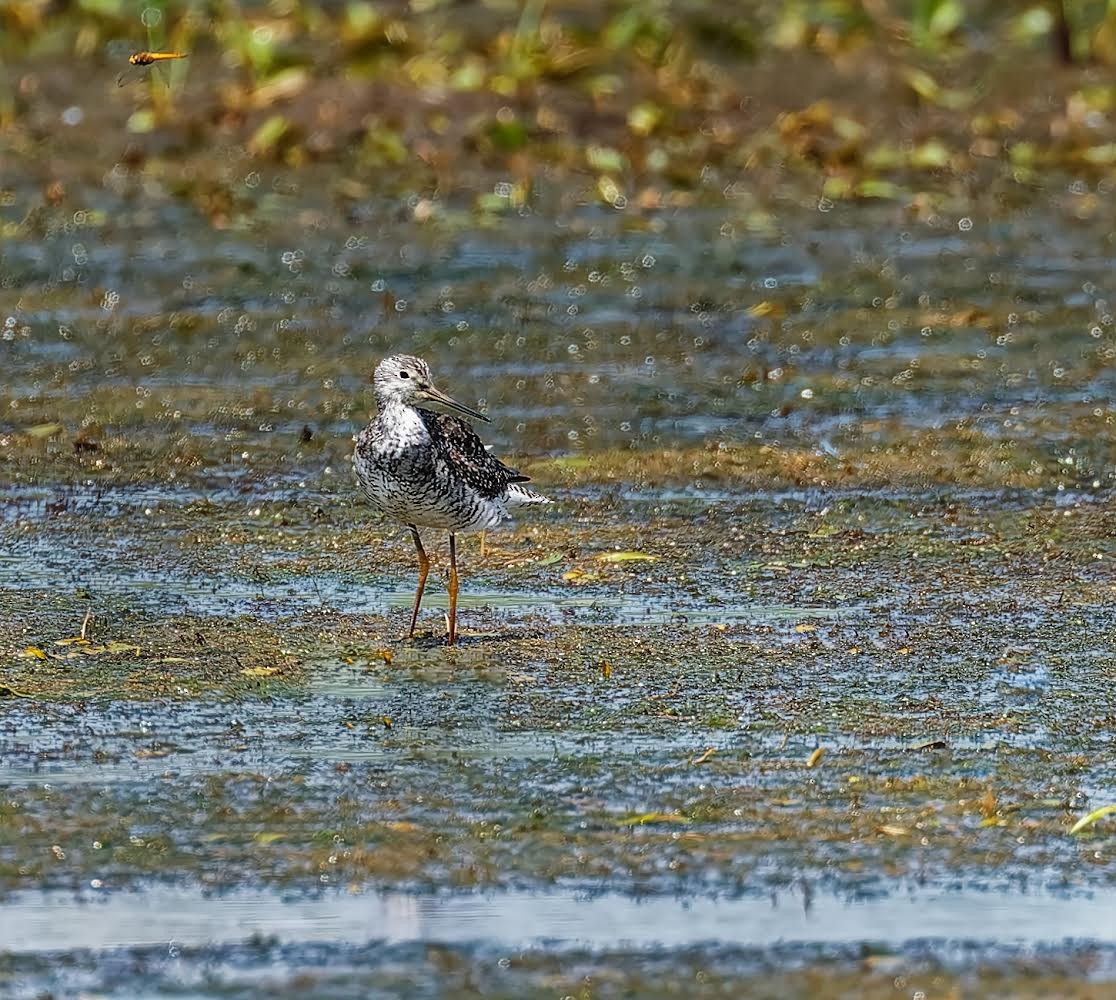 Greater Yellowlegs - ML622049787