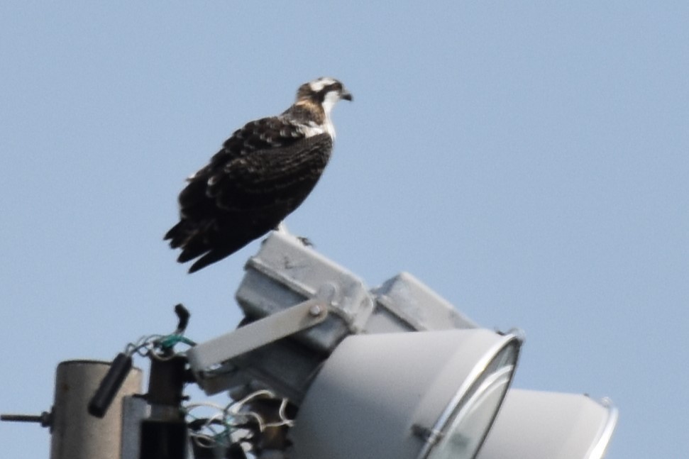 Osprey - ML622049788