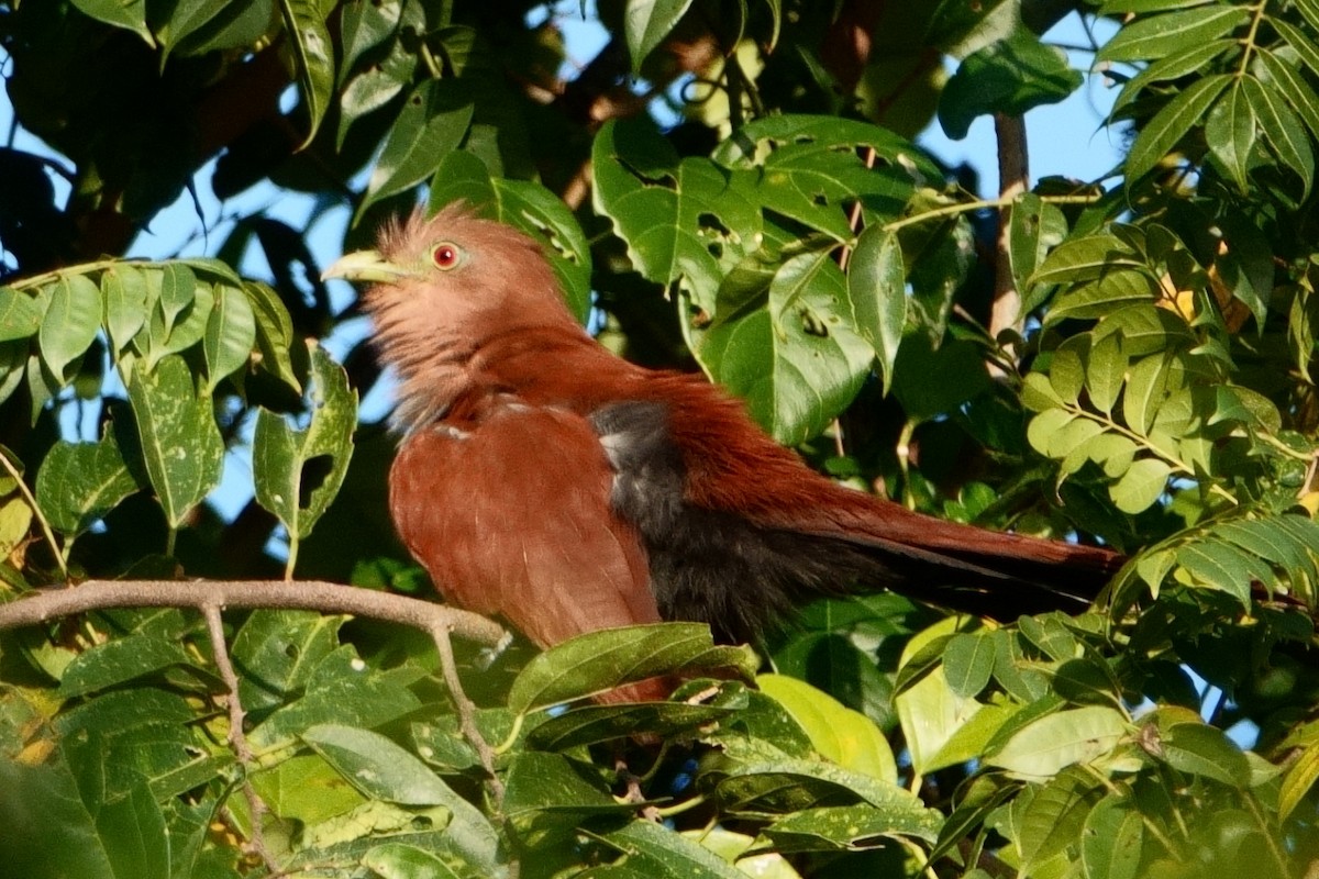 Squirrel Cuckoo - ML622049790