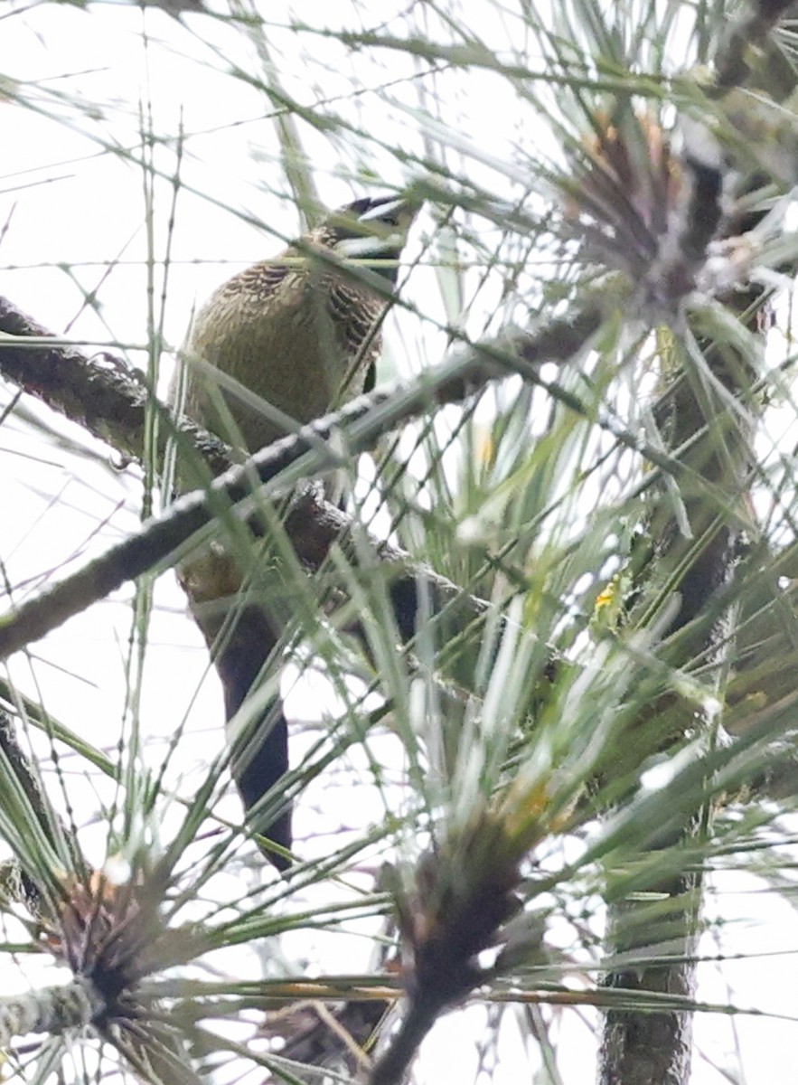 White-rumped Munia - ML622049791