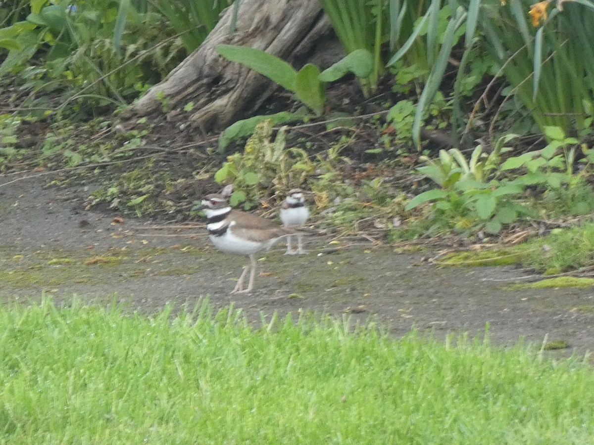 Killdeer - ML622049793