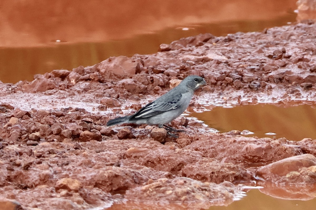 Plumbeous Seedeater - Stan Arnold