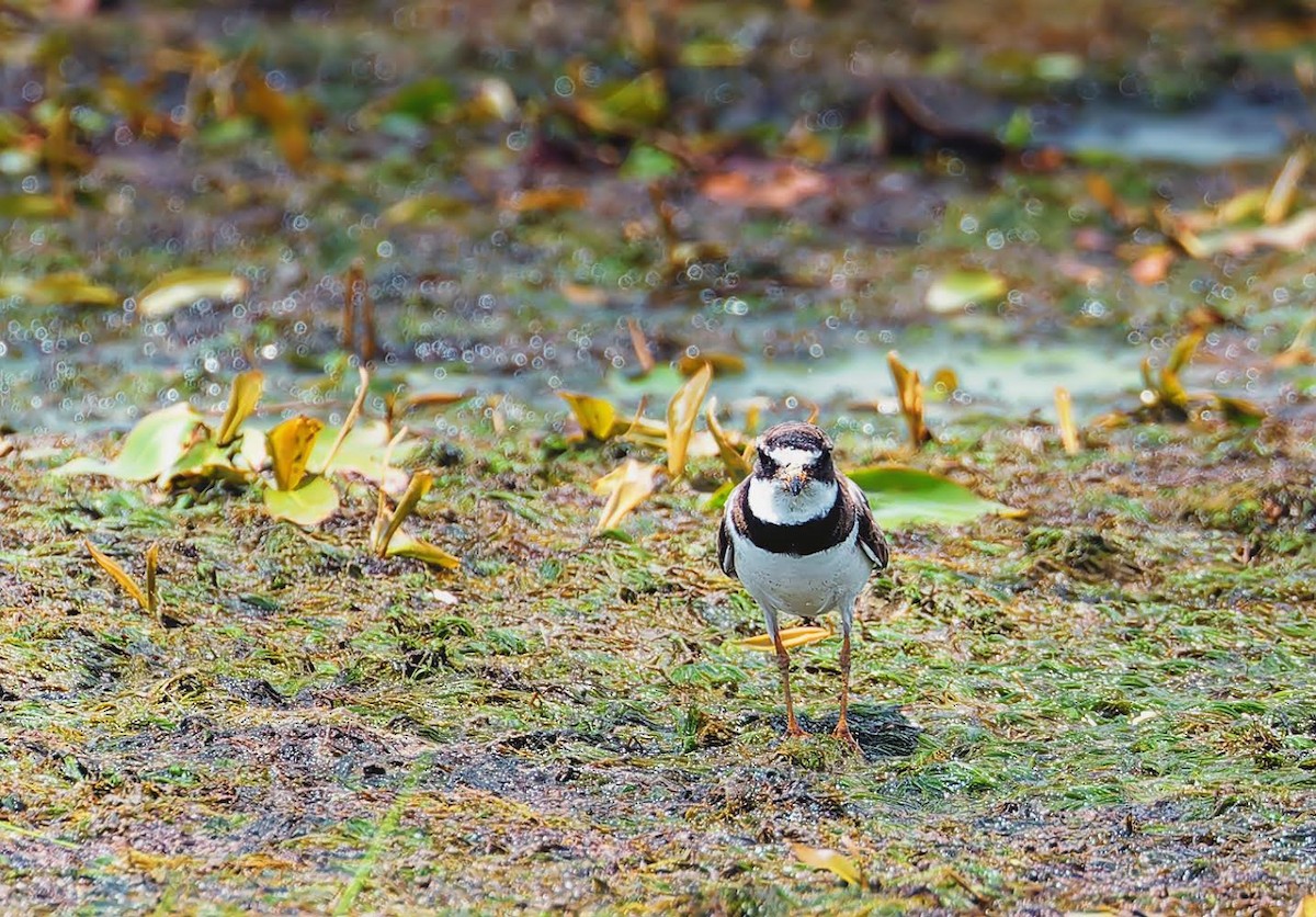 Semipalmated Plover - Becki Guy