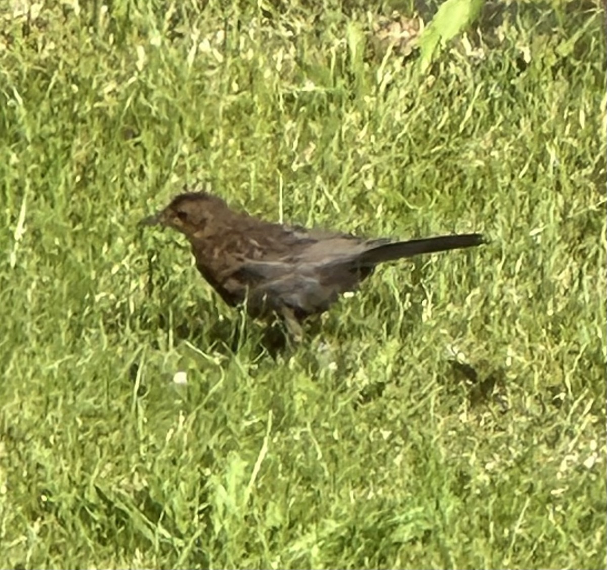 Eurasian Blackbird - ML622049806