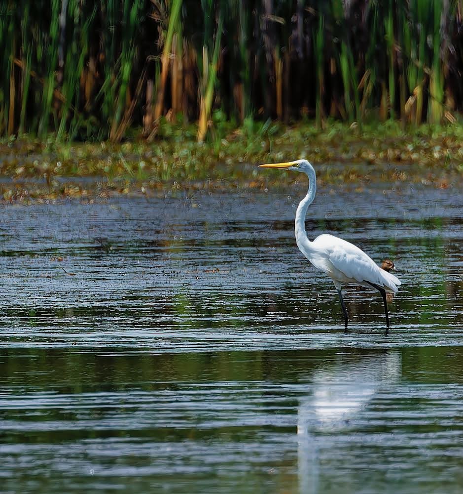 Great Egret - ML622049809