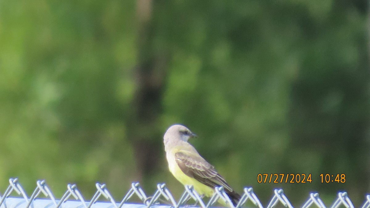 Western Kingbird - ML622049810