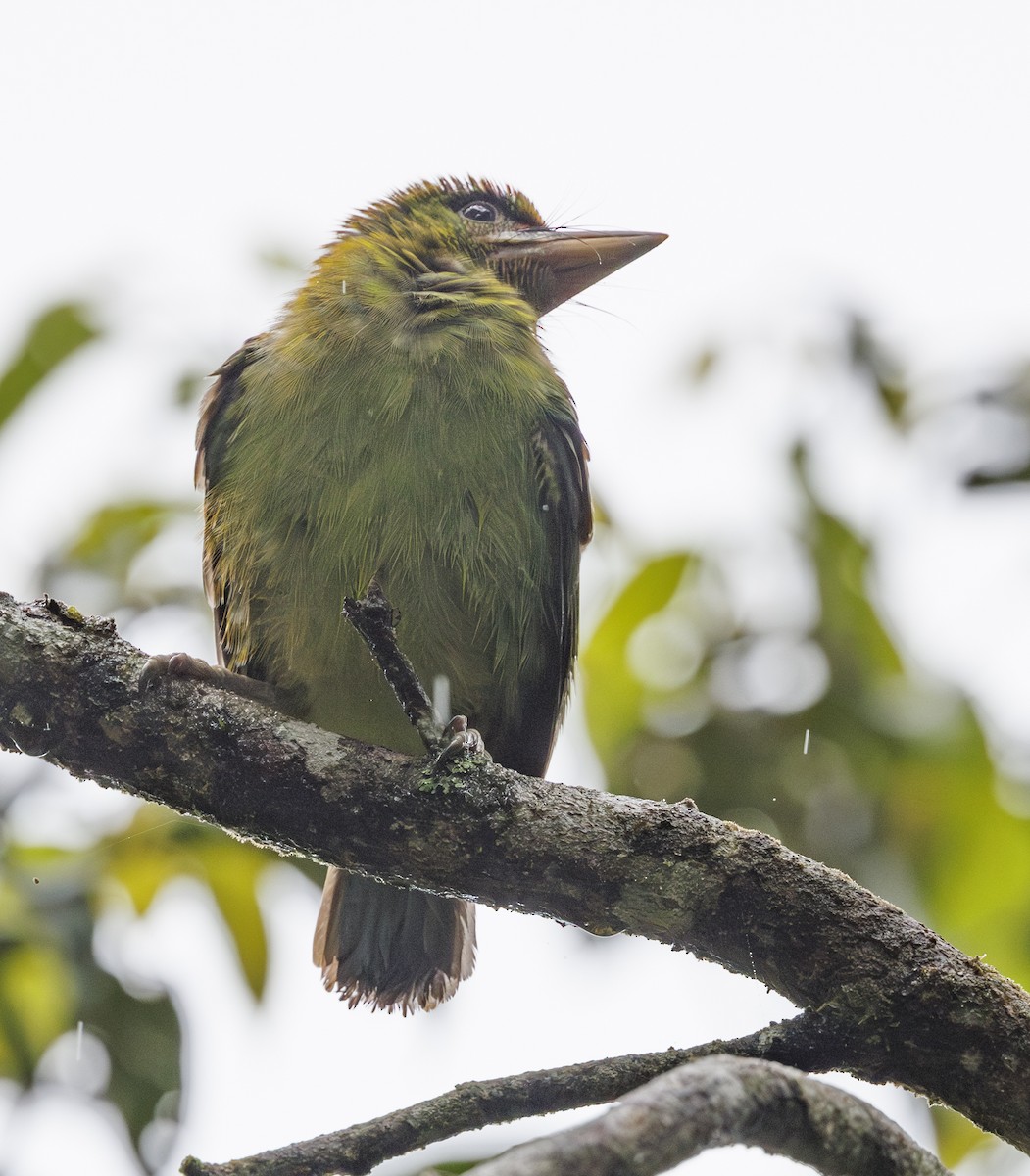 asian barbet sp. - ML622049811