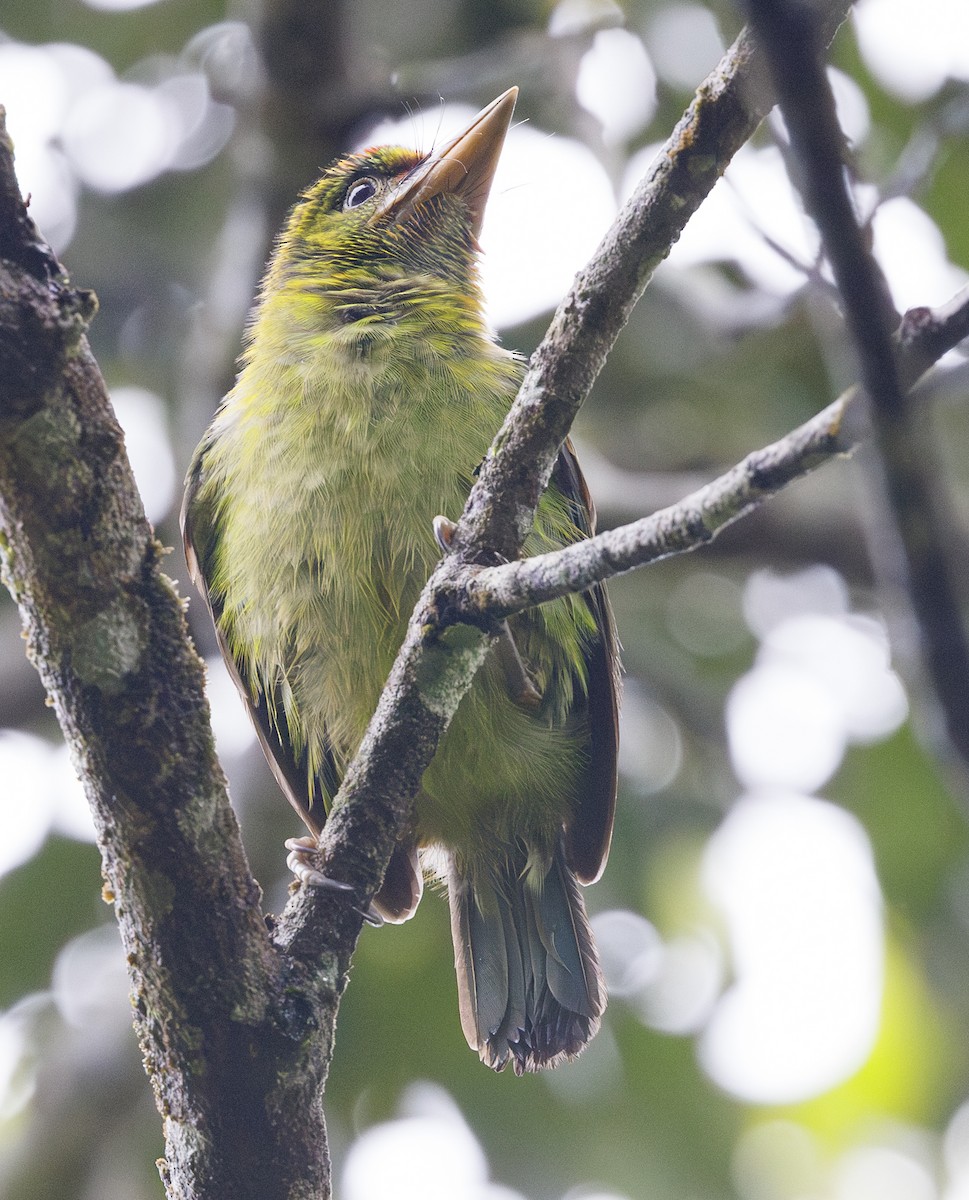 asian barbet sp. - ML622049812