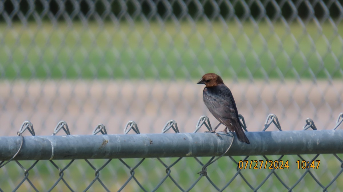 Brown-headed Cowbird - ML622049814