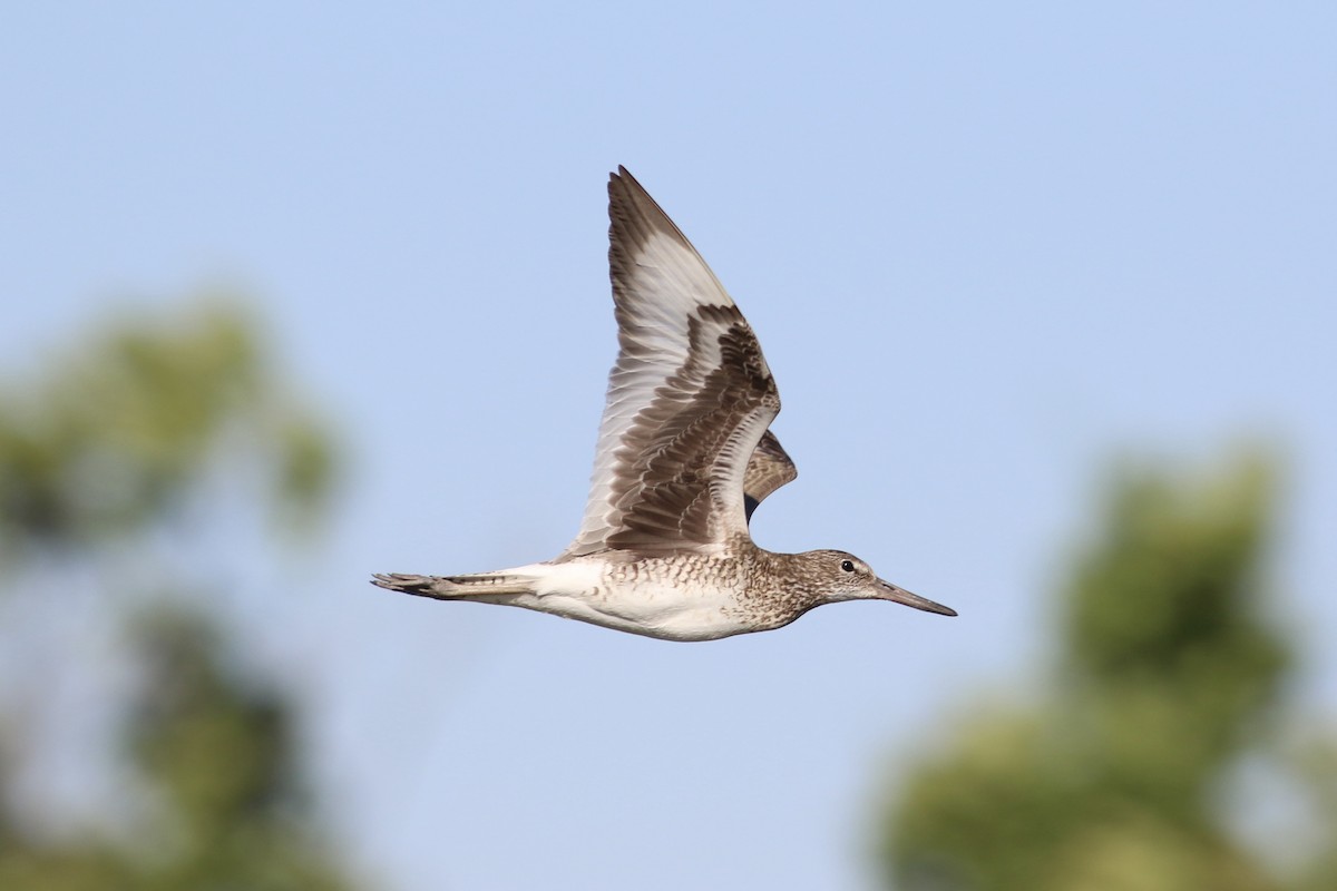 Willet (Eastern) - ML622049817