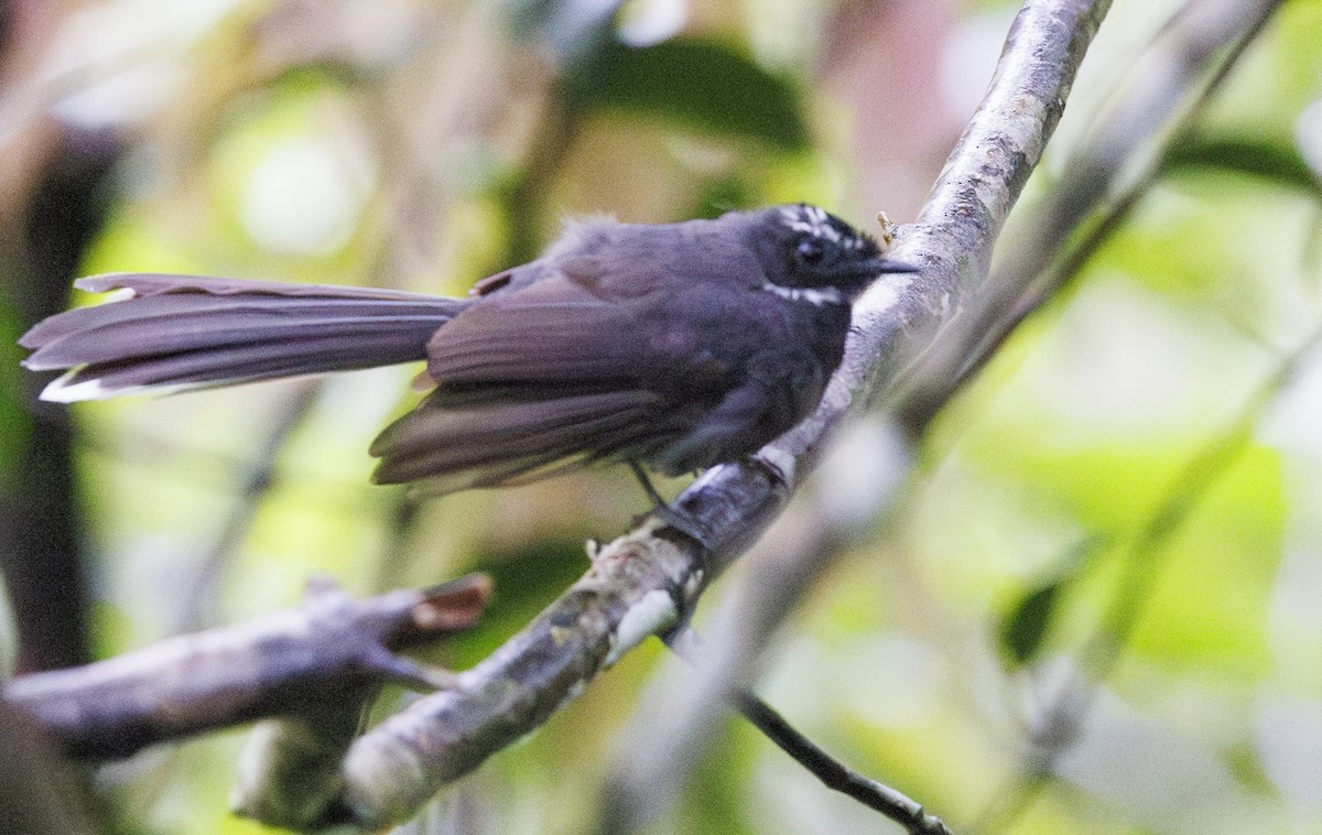 White-throated Fantail - ML622049818