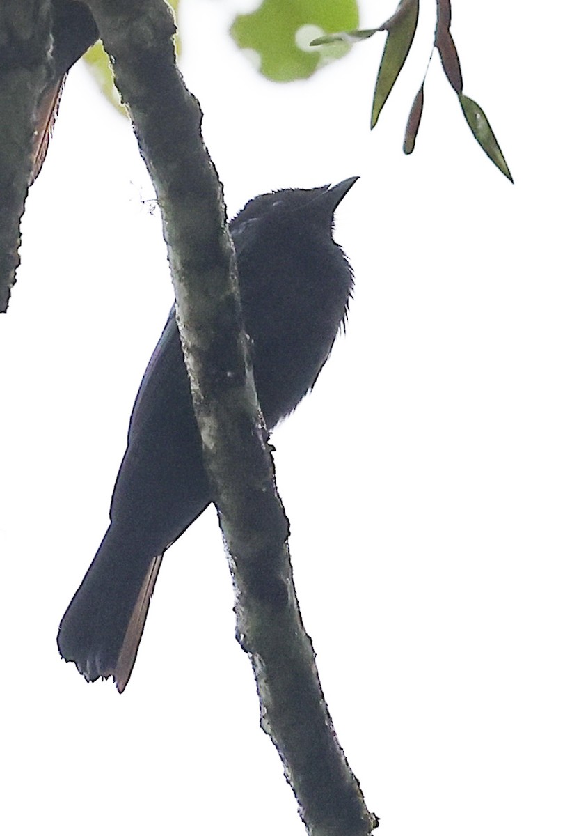 Lesser Racket-tailed Drongo - ML622049819