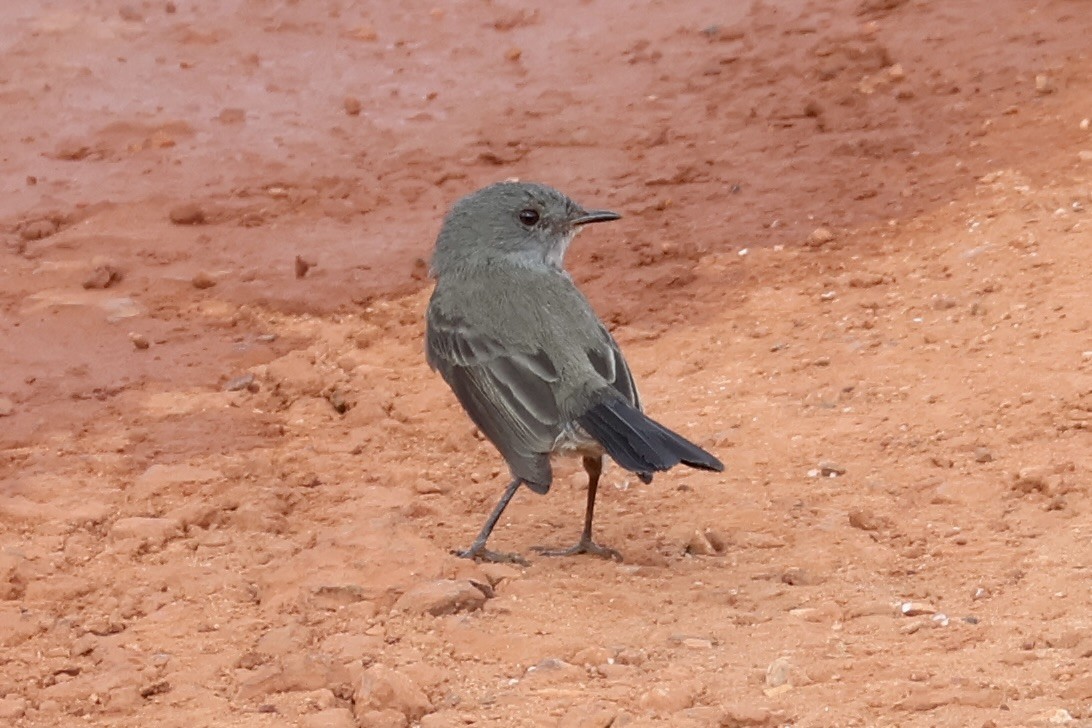 Sooty Tyrannulet - ML622049820